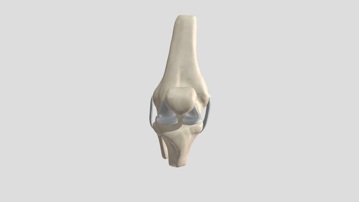 Knee_didactic_sketchfab 3D Model