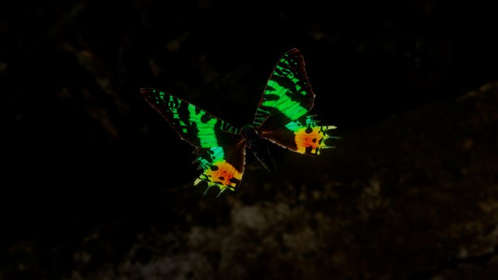 Madagascan sunset moth – Gratis 3D-model STL