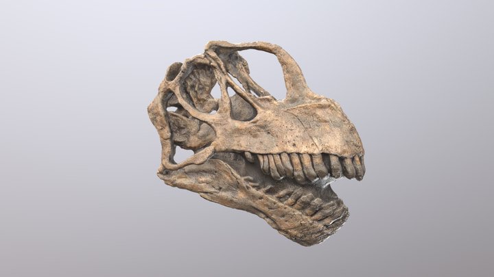 Camarasaurus skull cast 3D Model