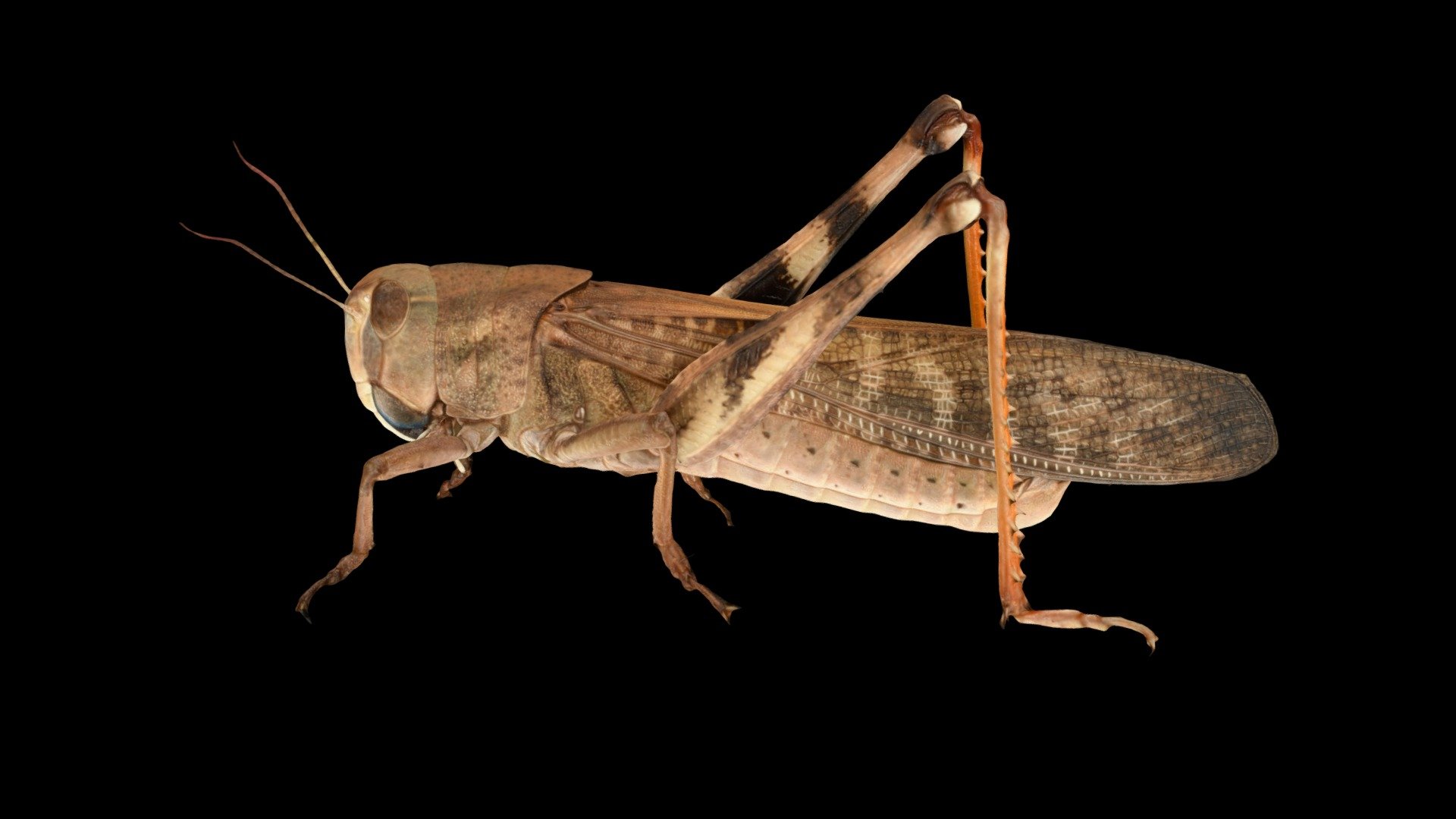 トノサマバッタ 🦗 ♂ 褐色型 Migratory Locust - 3D model by ffish.asia / floraZia.com  (@ffishAsia-and-floraZia) [5eb66aa]