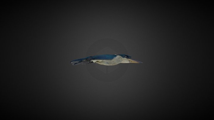 Collared kingfisher 3D Model