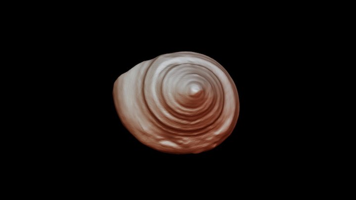 Calliostoma Gastropod 1 - Kettleman Hills 3D Model
