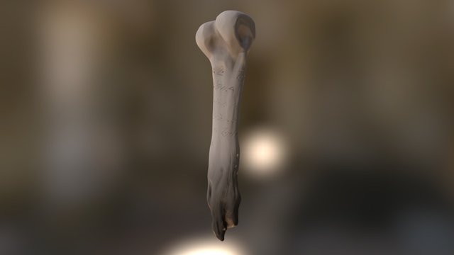 Nyungar Bone 3D Model