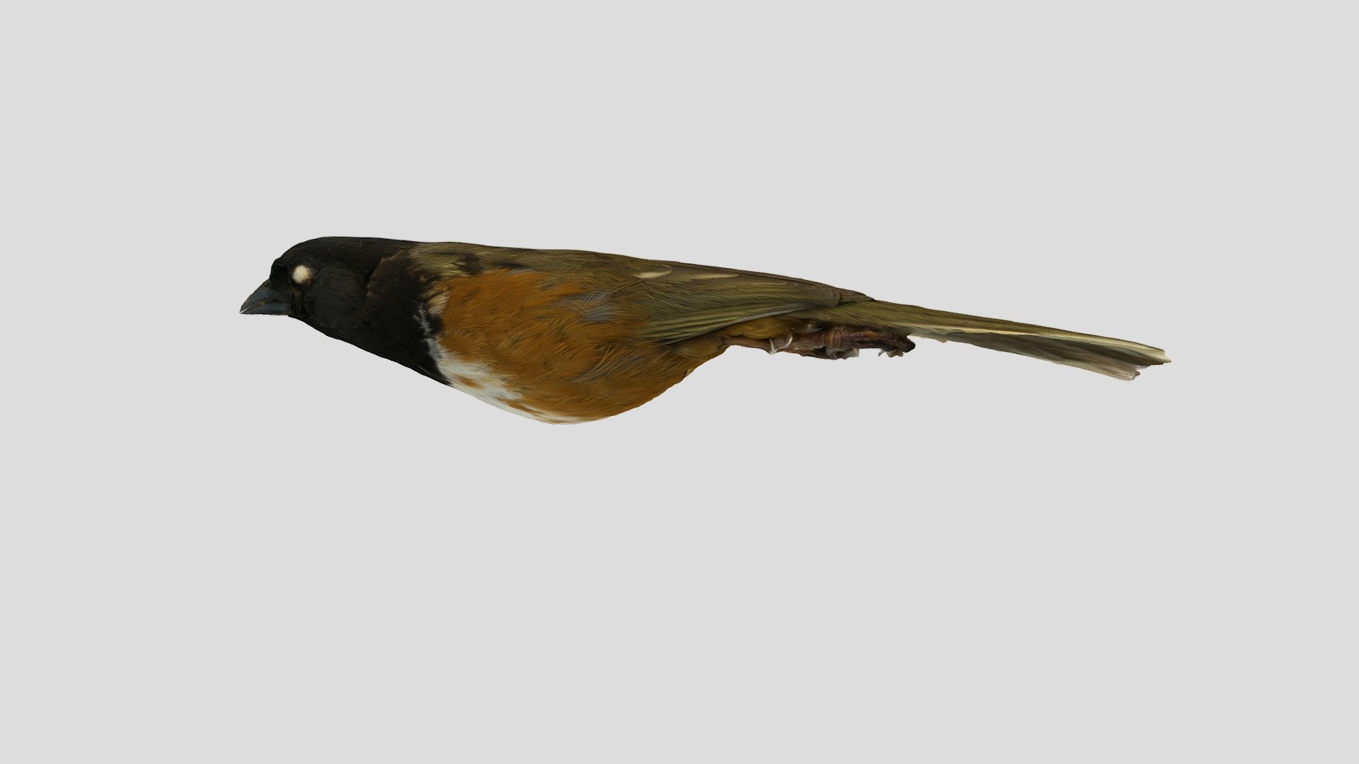 pipilo maculatus 13342