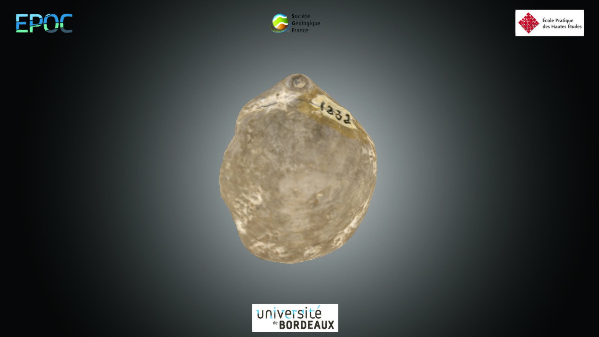 Brachiopode - Coenothyris sp.