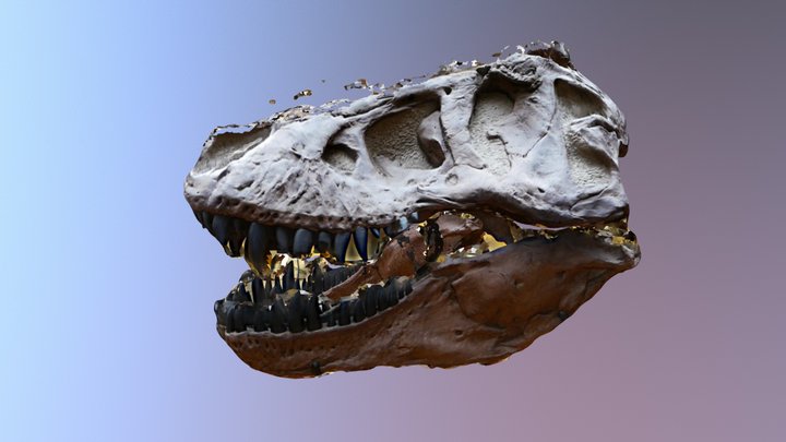 Dinosaur Head 3D Model