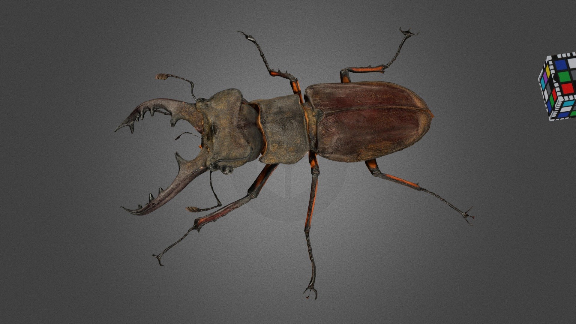 CC0 ミヤマクワガタ ♂ Mountain Stag Beetle - Download Free 3D