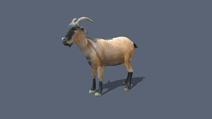 Goat 3D Model