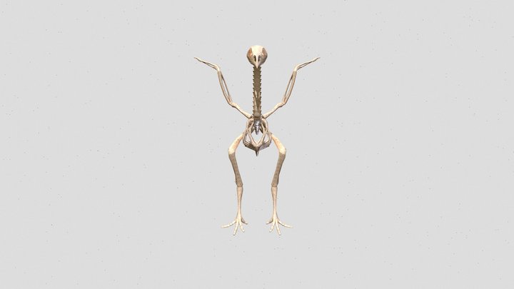 Giant Animal Skeleton 3D Model
