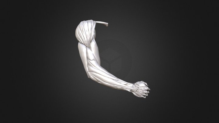 Arm Musculature 3D Model