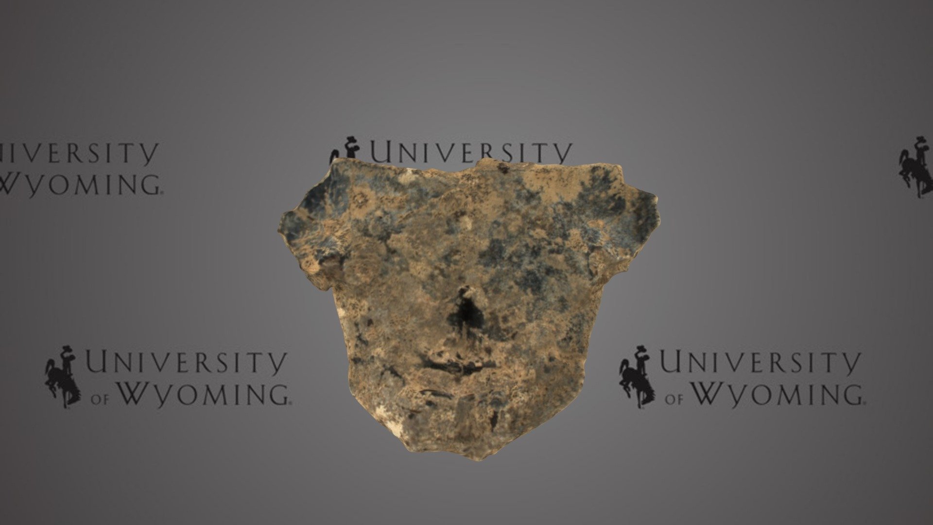 UW 43436 - Chelonia, Plastron