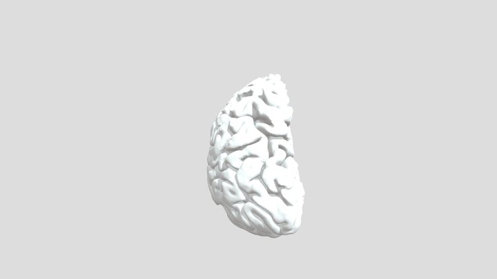 Psych Brain AR project 3D Model