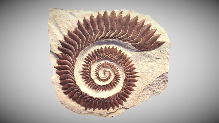 Helicoprion bessonowi Tooth Whorl – Kostenloses 3D-Modell STL