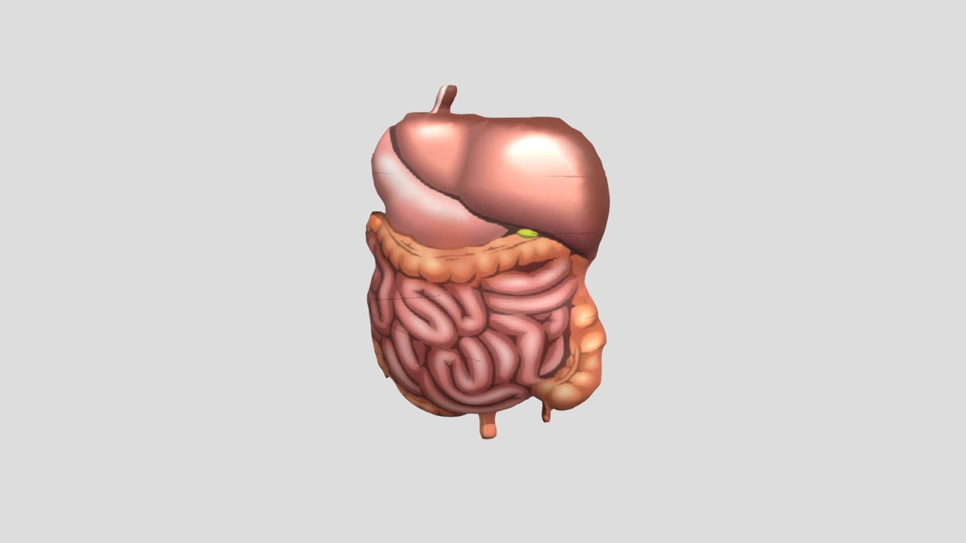 organ - 3D model by restudianpermana. [5ed7691] - Sketchfab