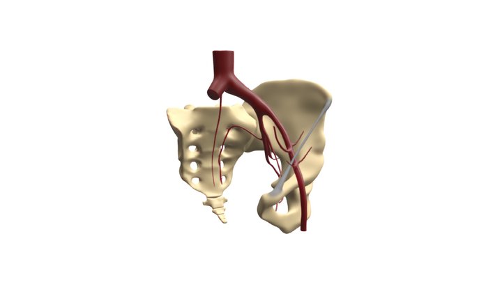 Pelvic Arterial Anatomy 3D Model