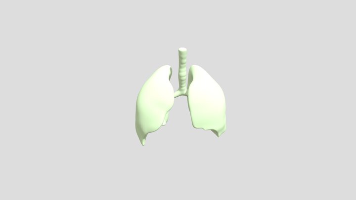lungs_blendShape (1) 3D Model