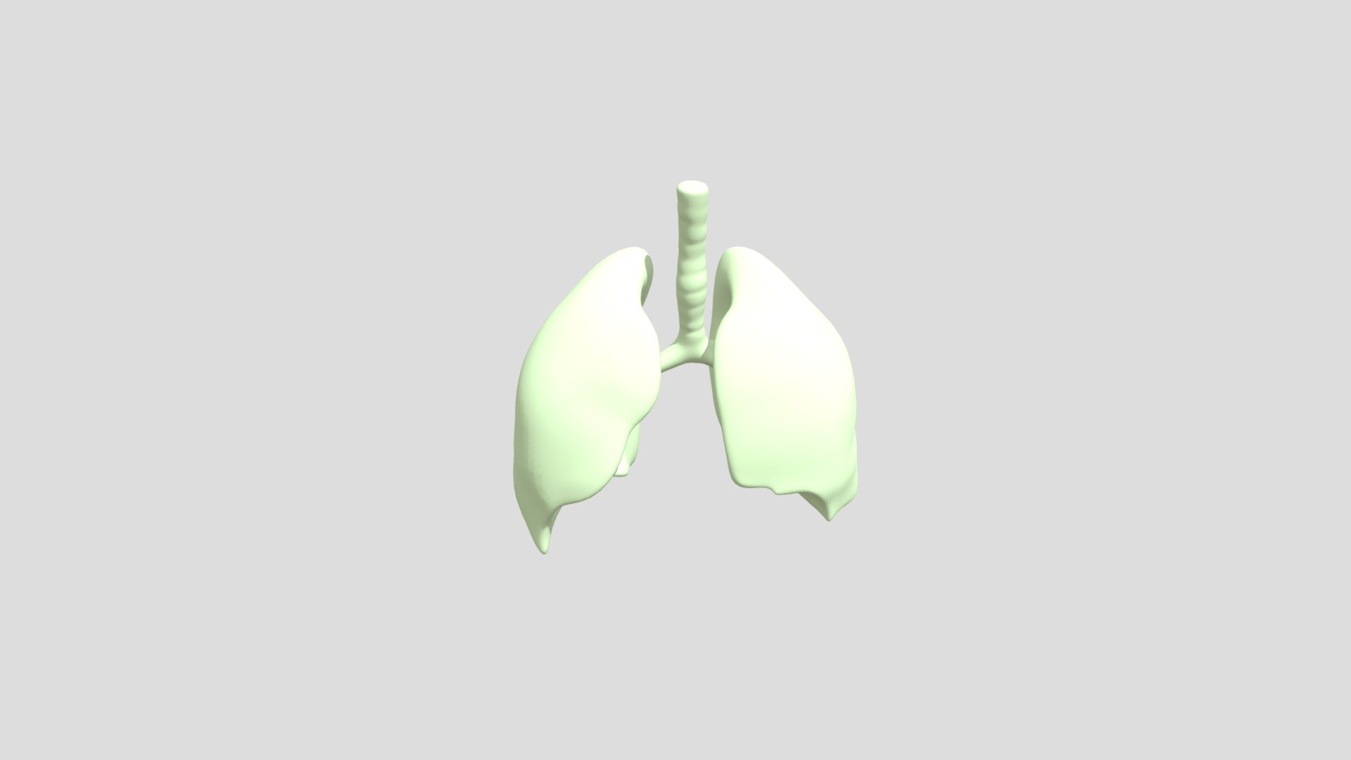 lungs_blendShape (1)