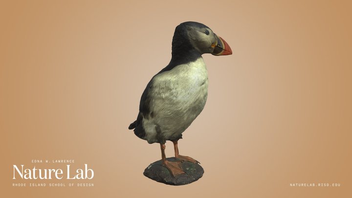 Atlantic Puffin