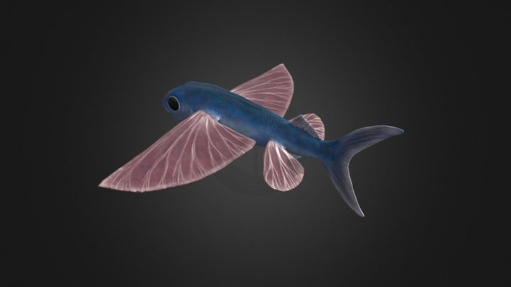Flying Fish 3D Model