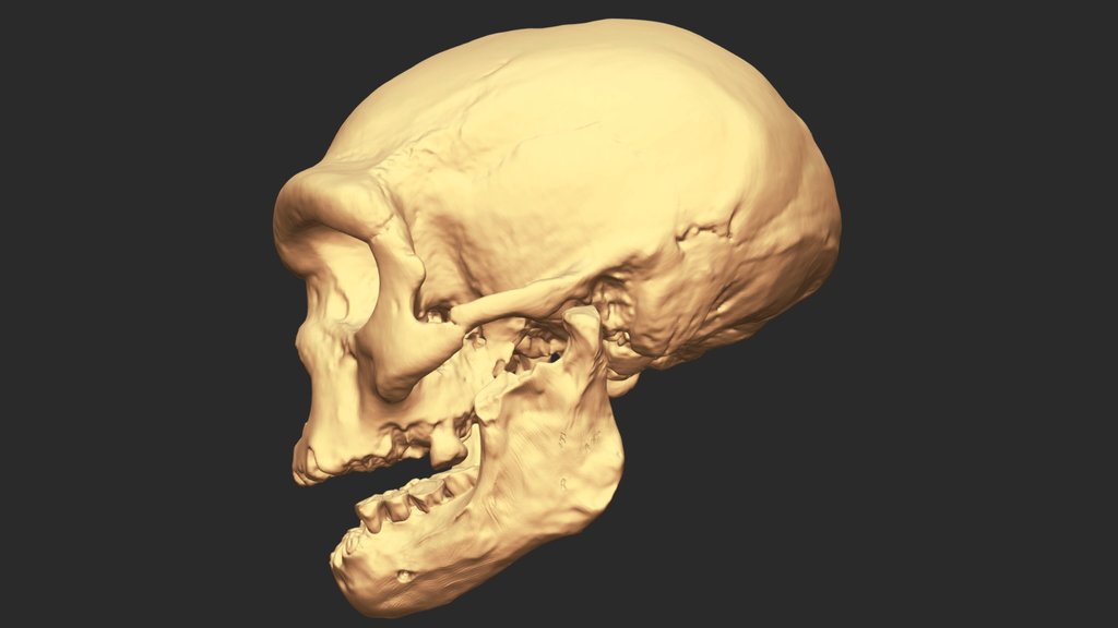 Harbin Cranium, Reconstructed Penghu 1 Mandible