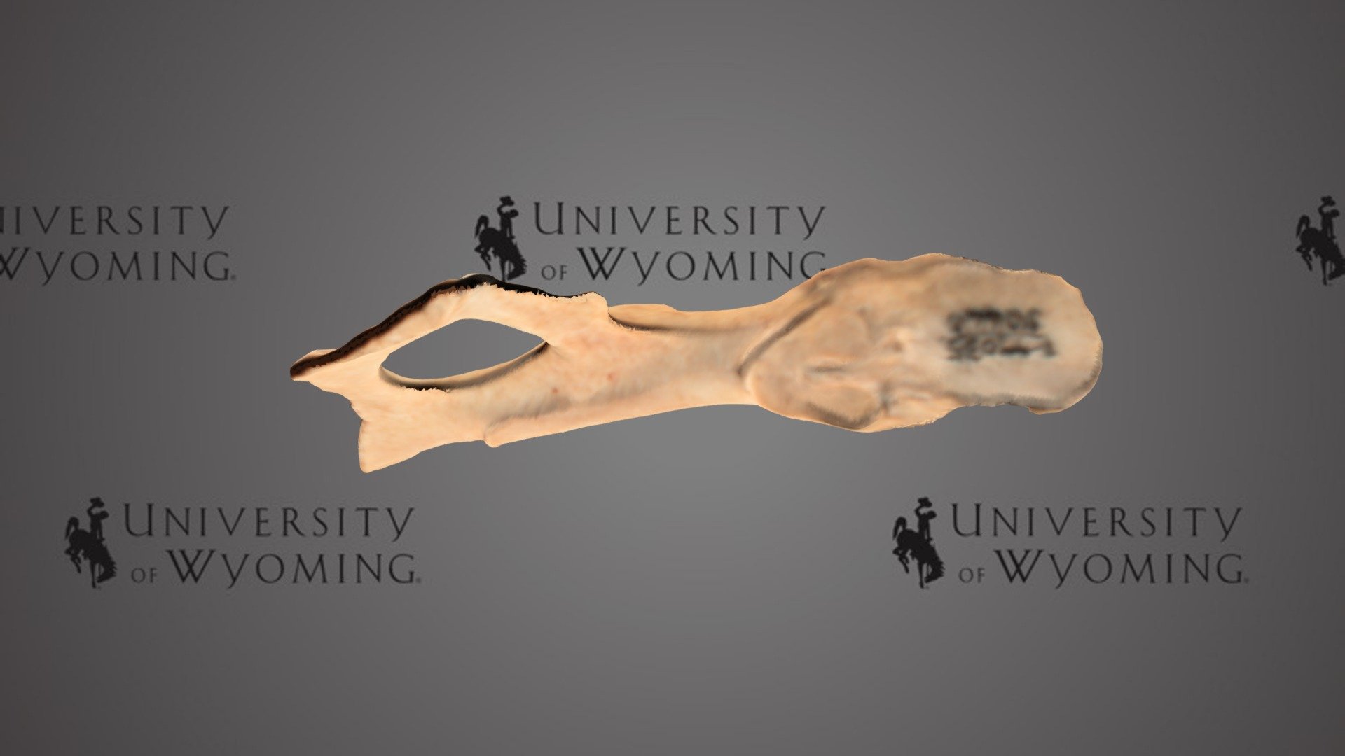 UW 50660 - Lagomorpha, Right Innominate