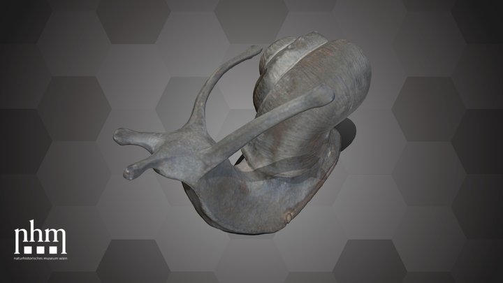 Snail Matchbox (NHMW-ZOO-MO-0081100-ETH-055) – Kostenloses 3D-Modell STL