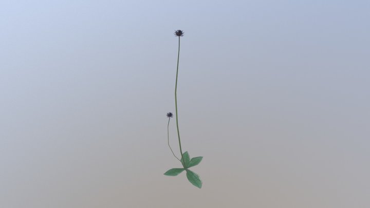 Rayless Sunflower 3D Model