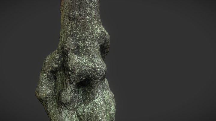 Oak Tree / Photogrammetry 3D Model