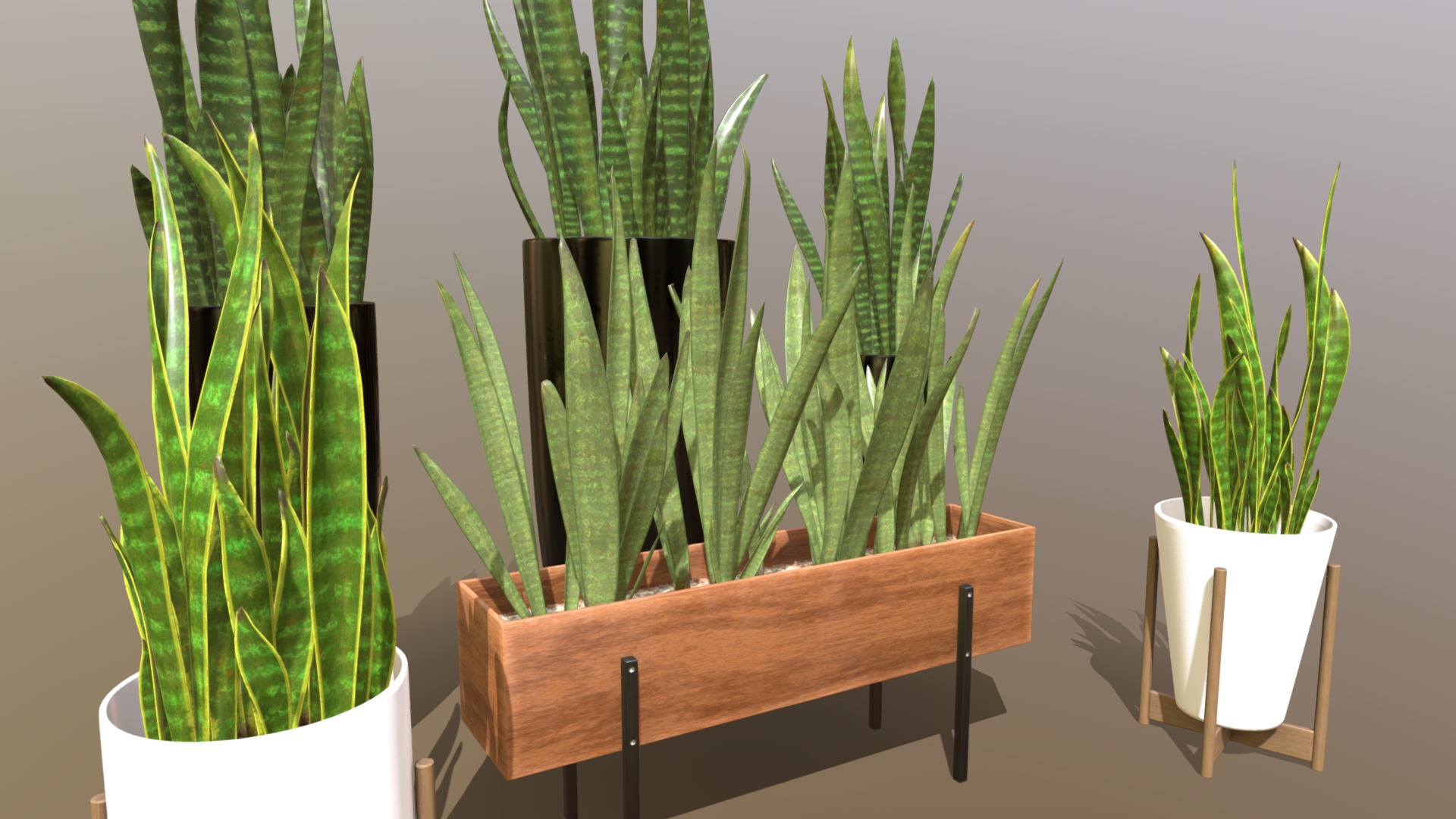 3D model Indoor plant / Sansevieria in six planters - This is a 3D model of the Indoor plant / Sansevieria in six planters. The 3D model is about a group of cactus in white pots.