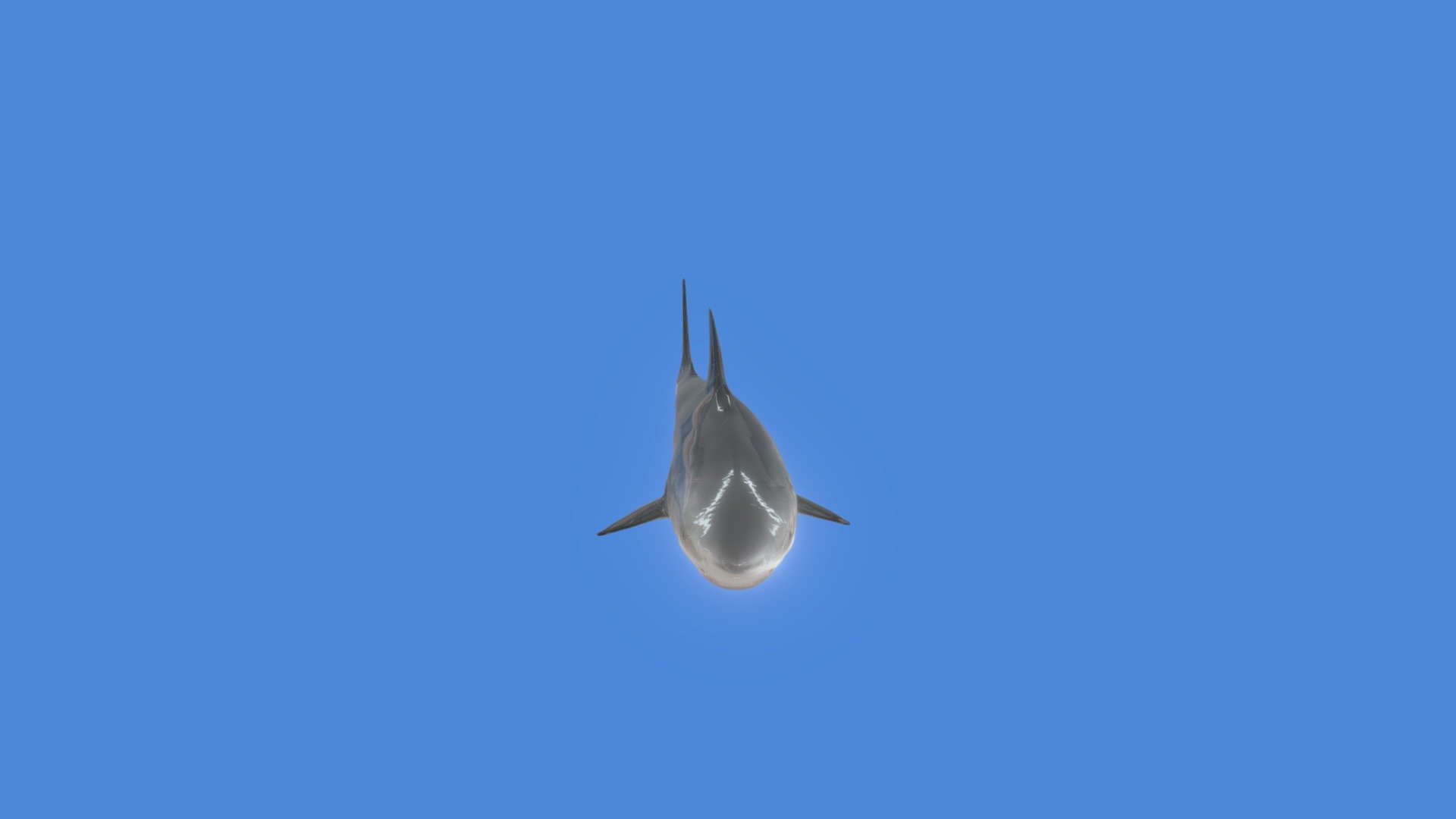 Swimming Shark