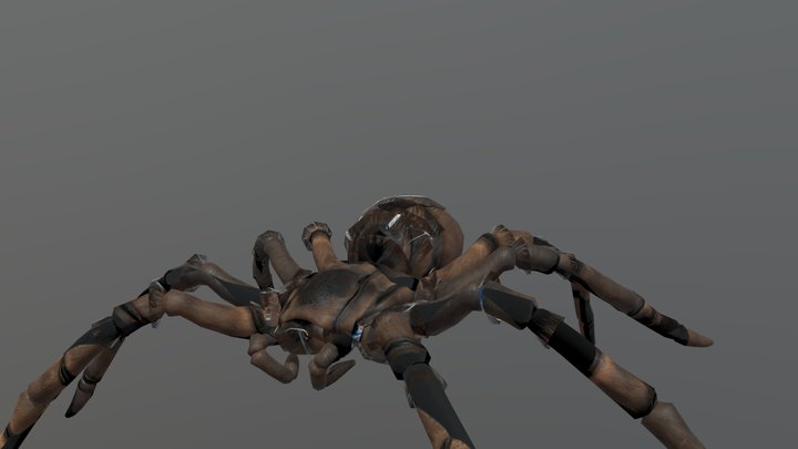 Goliath birdeater 3D Model
