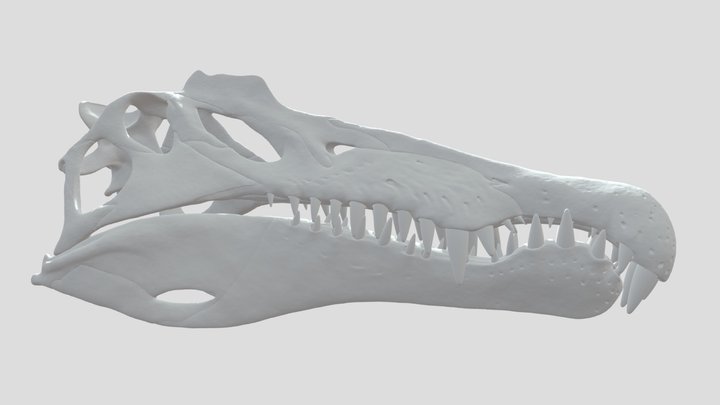 Spinosaurus Skull 3D Model