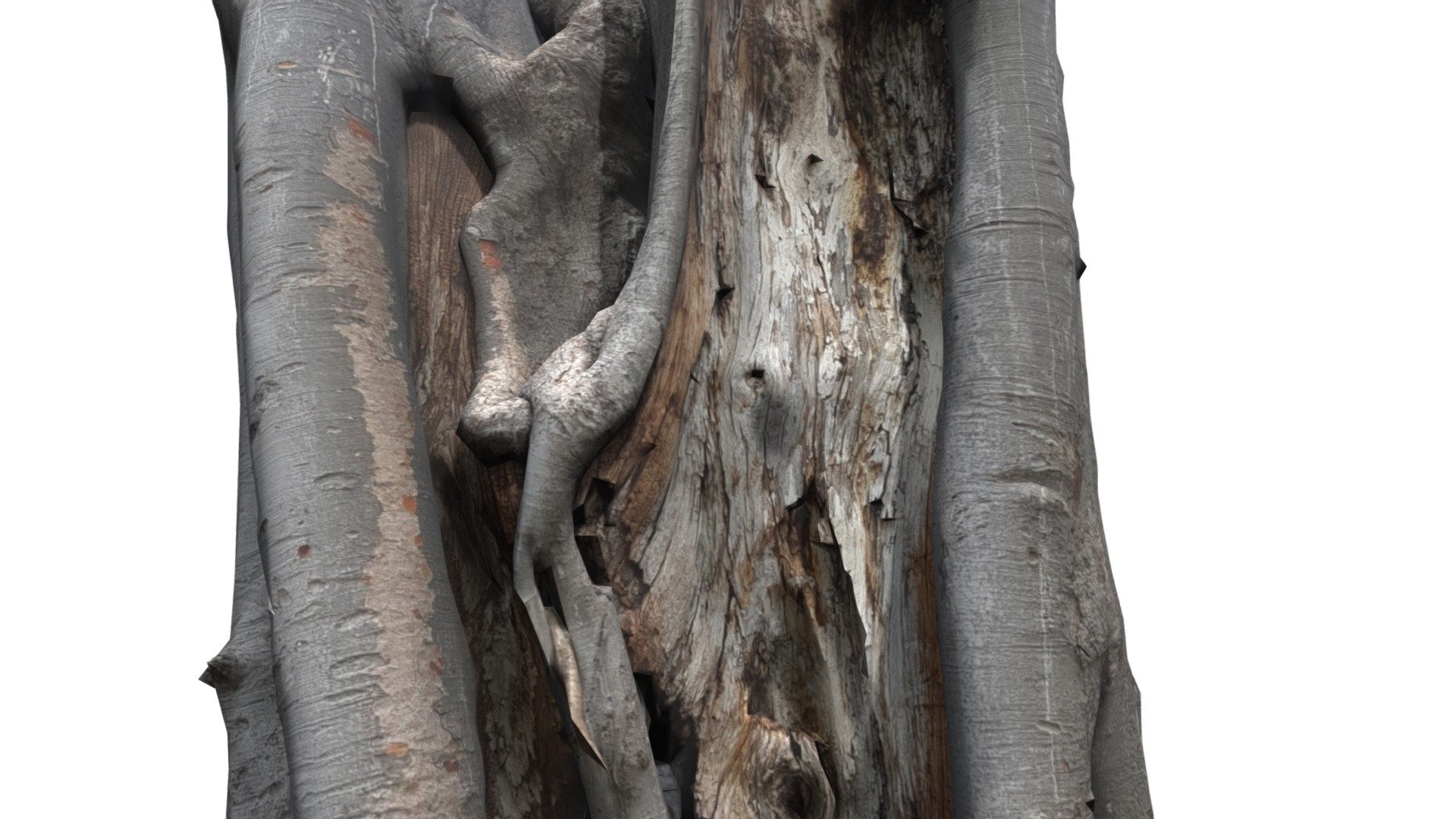 TREE TRUNK #11