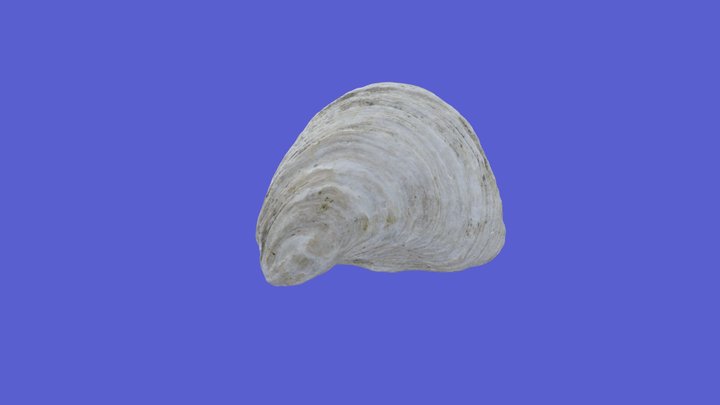 Oyster Shell 3D Model