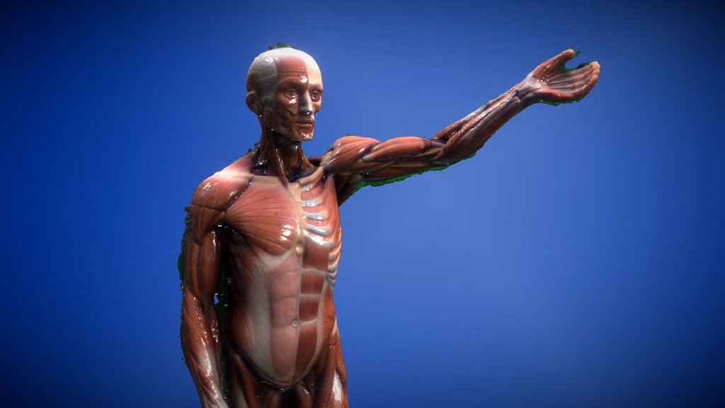 muscular reference - A 3D model collection by aviaadonis - Sketchfab