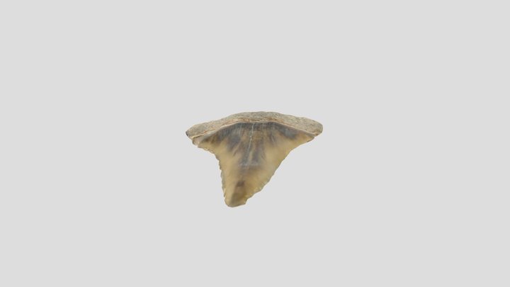 GW Shark Tooth 3D Model