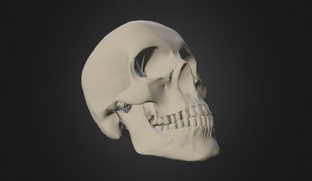 Skull 3D Model