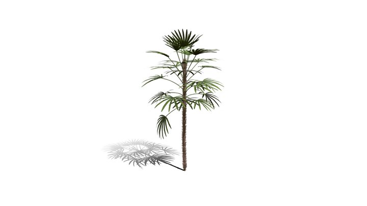 Realistic HD Bamboo palm (4/30) 3D Model
