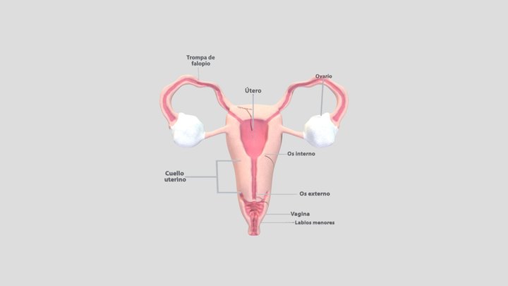 MUJER APARATO REPRODUCTOR INTERNO 3D Model