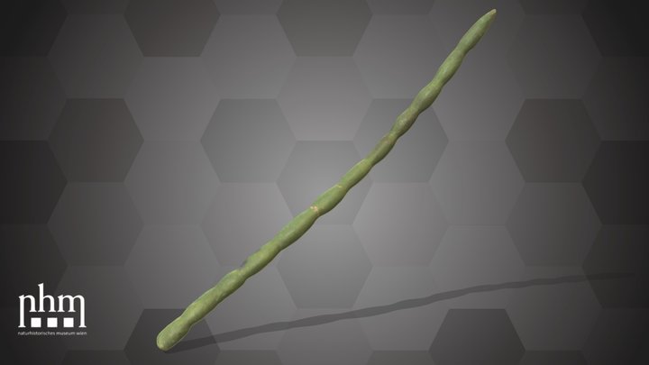 Lobiya (NHMW-AFW-DING-0046-145) – Modèle 3D gratuit STL