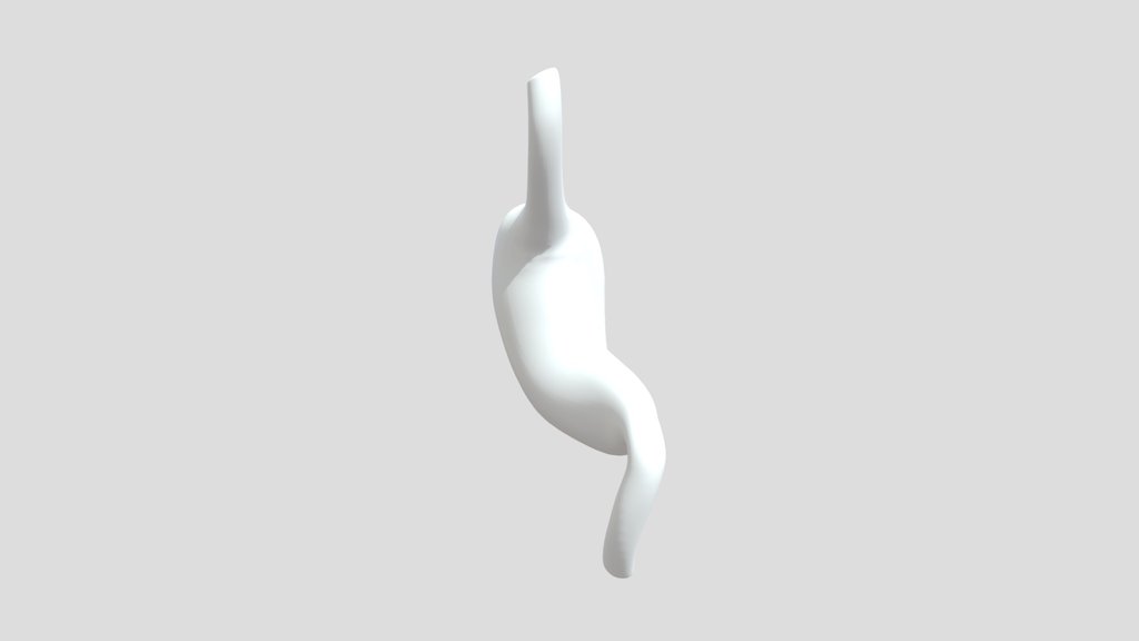 Human Stomach