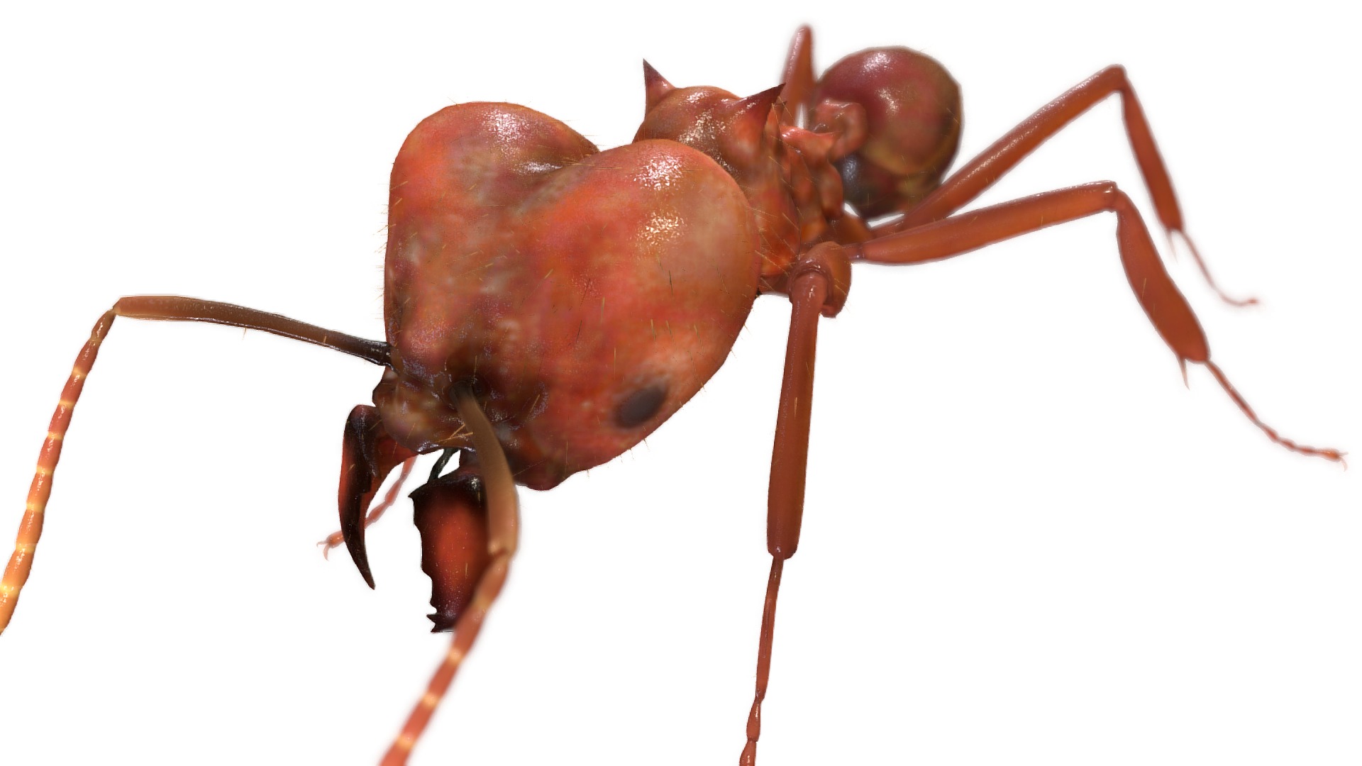 3D model Atta sexdens - This is a 3D model of the Atta sexdens. The 3D model is about a close up of a bug.