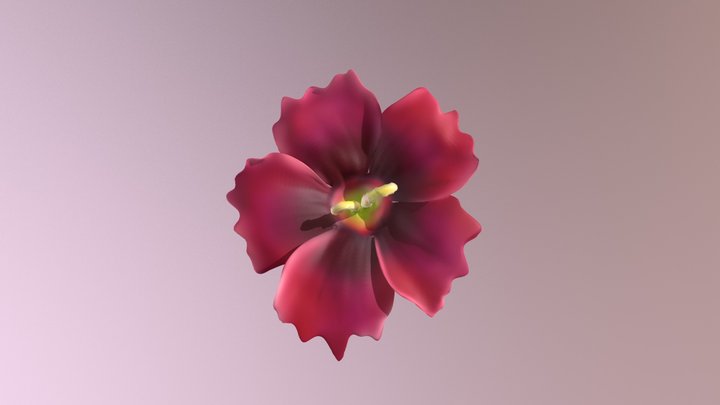 Clove Pink 3D Model