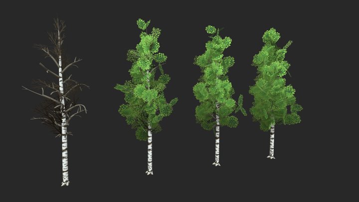 silver birch - 3D model by Jamlu69 [74450e8] - Sketchfab