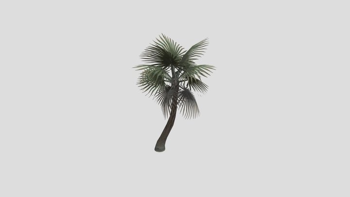 palm tropical tree 3D Model