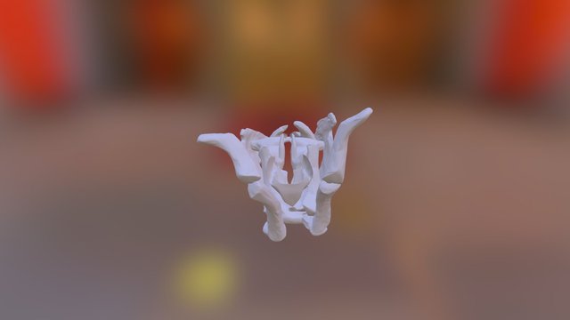 Larynx And Hyoid 3D Model