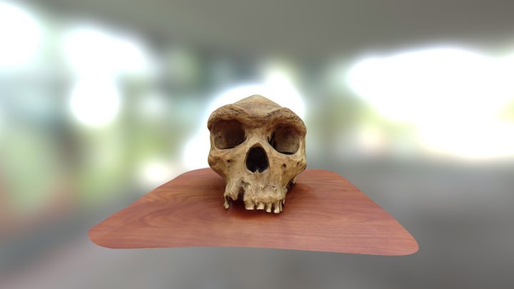 Rhodesian Man 3D Model