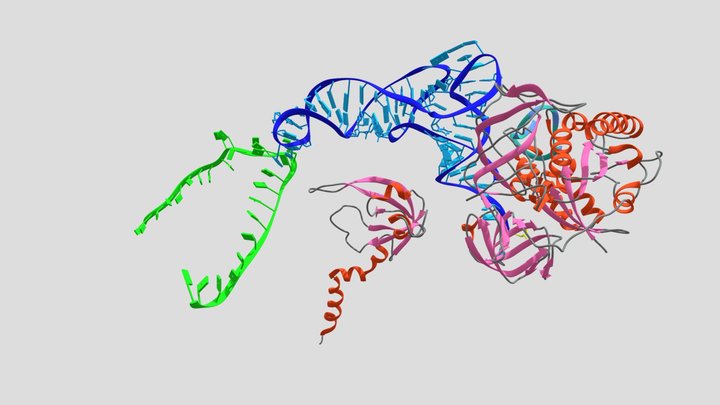 Interaction tRNA-mRNA 3D Model