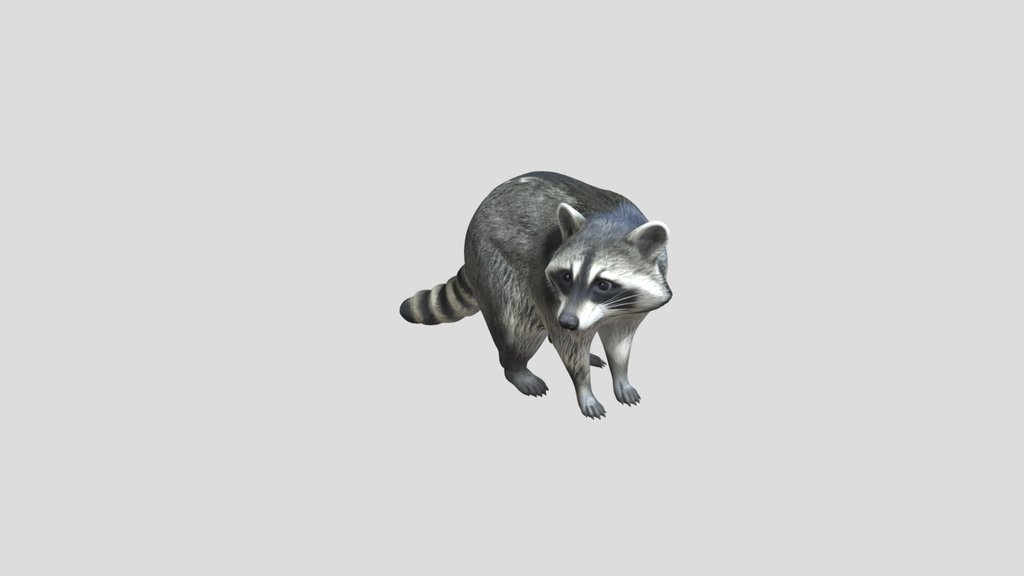 Raccoon