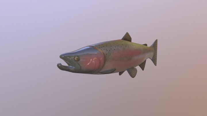 Steelhead Salmon 3D Model